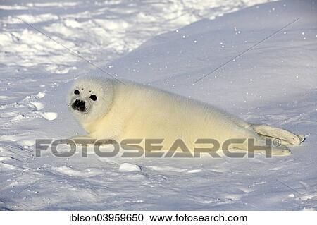 "Harp Seal or Saddleback Seal (Pagophilus groenlandicus, Phoca groenlandica) pup on pack ice, Magdalen Islands, Gulf of Saint Lawrence, Quebec, Canada, North America" View Large Photo Image Stock Image - "Harp Seal or Saddleback Seal (Pagophilus groenlandicus, Phoca groenlandica) pup on pack ice, Magdalen Islands, Gulf of Saint Lawrence, Quebec, Canada, North America". Fotosearch