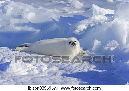 "Harp Seal or Saddleback Seal (Pagophilus groenlandicus, Phoca groenlandica), pup on pack ice, Magdalen Islands, Gulf of Saint Lawrence, Quebec, Canada, North America" View Large Photo Image Stock Photo - "Harp Seal or Saddleback Seal (Pagophilus groenlandicus, Phoca groenlandica), pup on pack ice, Magdalen Islands, Gulf of Saint Lawrence, Quebec, Canada, North America". Fotosearch