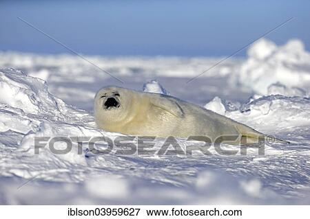 "Harp Seal or Saddleback Seal (Pagophilus groenlandicus, Phoca groenlandica) pup sleeping on pack ice, Magdalen Islands, Gulf of Saint Lawrence, Quebec, Canada, North America" View Large Photo Image Stock Photo - "Harp Seal or Saddleback Seal (Pagophilus groenlandicus, Phoca groenlandica) pup sleeping on pack ice, Magdalen Islands, Gulf of Saint Lawrence, Quebec, Canada, North America". Fotosearch