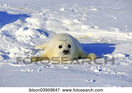 "Harp Seal or Saddleback Seal (Pagophilus groenlandicus, Phoca groenlandica) pup on pack ice, Magdalen Islands, Gulf of Saint Lawrence, Quebec, Canada, North America" View Large Photo Image Stock Photo - "Harp Seal or Saddleback Seal (Pagophilus groenlandicus, Phoca groenlandica) pup on pack ice, Magdalen Islands, Gulf of Saint Lawrence, Quebec, Canada, North America". Fotosearch