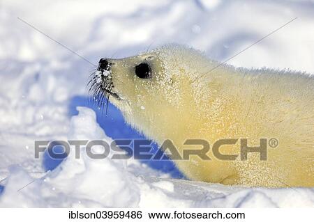 "Harp Seal or Saddleback Seal (Pagophilus groenlandicus, Phoca groenlandica) pup on pack ice, Magdalen Islands, Gulf of Saint Lawrence, Quebec, Canada, North America" View Large Photo Image Stock Photograph - "Harp Seal or Saddleback Seal (Pagophilus groenlandicus, Phoca groenlandica) pup on pack ice, Magdalen Islands, Gulf of Saint Lawrence, Quebec, Canada, North America". Fotosearch