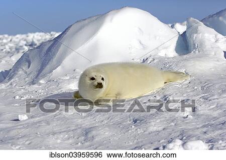 "Harp Seal or Saddleback Seal (Pagophilus groenlandicus, Phoca groenlandica) pup on pack ice, Magdalen Islands, Gulf of Saint Lawrence, Quebec, Canada, North America" View Large Photo Image Stock Photograph - "Harp Seal or Saddleback Seal (Pagophilus groenlandicus, Phoca groenlandica) pup on pack ice, Magdalen Islands, Gulf of Saint Lawrence, Quebec, Canada, North America". Fotosearch