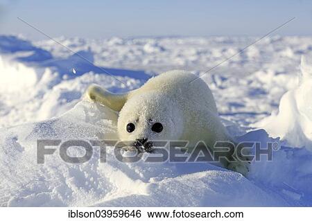 "Harp Seal or Saddleback Seal (Pagophilus groenlandicus, Phoca groenlandica) pup on pack ice, Magdalen Islands, Gulf of Saint Lawrence, Quebec, Canada, North America" View Large Photo Image Stock Photograph - "Harp Seal or Saddleback Seal (Pagophilus groenlandicus, Phoca groenlandica) pup on pack ice, Magdalen Islands, Gulf of Saint Lawrence, Quebec, Canada, North America". Fotosearch