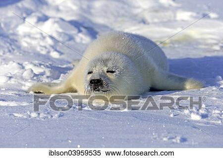 Stock Photography - "Harp Seal or Saddleback Seal (Pagophilus groenlandicus, Phoca groenlandica) pup on pack ice, Magdalen Islands, Gulf of Saint Lawrence, Quebec, Canada, North America". Fotosearch