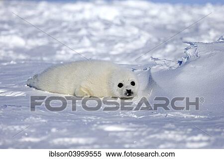 "Harp Seal or Saddleback Seal (Pagophilus groenlandicus, Phoca groenlandica) pup on pack ice, Magdalen Islands, Gulf of Saint Lawrence, Quebec, Canada, North America" View Large Photo Image Stock Photography - "Harp Seal or Saddleback Seal (Pagophilus groenlandicus, Phoca groenlandica) pup on pack ice, Magdalen Islands, Gulf of Saint Lawrence, Quebec, Canada, North America". Fotosearch