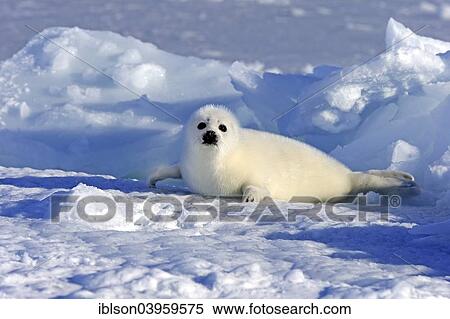 "Harp Seal or Saddleback Seal (Pagophilus groenlandicus, Phoca groenlandica) pup on pack ice, Magdalen Islands, Gulf of Saint Lawrence, Quebec, Canada, North America" View Large Photo Image Stock Photography - "Harp Seal or Saddleback Seal (Pagophilus groenlandicus, Phoca groenlandica) pup on pack ice, Magdalen Islands, Gulf of Saint Lawrence, Quebec, Canada, North America". Fotosearch