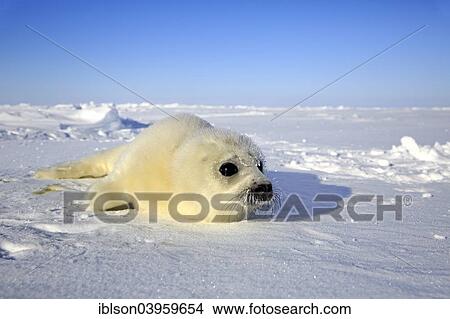 "Harp seal (Pagophilus groenlandicus, Phoca groenlandica) pup on ice, Magdalen Islands, Gulf of St. Lawrence, Quebec Province, Canada, North America" View Large Photo Image Picture - "Harp seal (Pagophilus groenlandicus, Phoca groenlandica) pup on ice, Magdalen Islands, Gulf of St. Lawrence, Quebec Province, Canada, North America". Fotosearch
