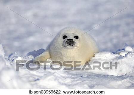 "Harp seal (Pagophilus groenlandicus, Phoca groenlandica) pup on ice, Magdalen Islands, Gulf of St. Lawrence, Quebec Province, Canada, North America" View Large Photo Image Stock Image - "Harp seal (Pagophilus groenlandicus, Phoca groenlandica) pup on ice, Magdalen Islands, Gulf of St. Lawrence, Quebec Province, Canada, North America". Fotosearch