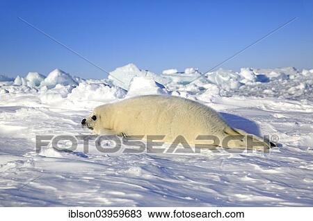 "Harp seal (Pagophilus groenlandicus, Phoca groenlandica) pup on ice, Magdalen Islands, Gulf of St. Lawrence, Quebec Province, Canada, North America" View Large Photo Image Stock Image - "Harp seal (Pagophilus groenlandicus, Phoca groenlandica) pup on ice, Magdalen Islands, Gulf of St. Lawrence, Quebec Province, Canada, North America". Fotosearch