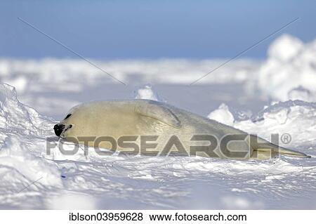 "Harp seal (Pagophilus groenlandicus) pup sleeping on ice, Magdalen Islands, Gulf of St. Lawrence, Quebec Province, Canada, North America" View Large Photo Image Stock Photo - "Harp seal (Pagophilus groenlandicus) pup sleeping on ice, Magdalen Islands, Gulf of St. Lawrence, Quebec Province, Canada, North America". Fotosearch