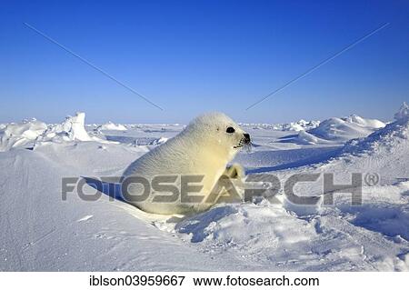 "Harp seal (Pagophilus groenlandicus, Phoca groenlandica) pup on ice, Magdalen Islands, Gulf of St. Lawrence, Quebec Province, Canada, North America" View Large Photo Image Stock Photo - "Harp seal (Pagophilus groenlandicus, Phoca groenlandica) pup on ice, Magdalen Islands, Gulf of St. Lawrence, Quebec Province, Canada, North America". Fotosearch