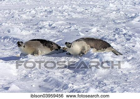 "Harp Seals or Saddleback Seals (Pagophilus groenlandicus, Phoca groenlandica), two adult females on pack ice, threatening gesture, Magdalen Islands, Gulf of Saint Lawrence, Quebec, Canada, North America" View Large Photo Image Stock Photograph - "Harp Seals or Saddleback Seals (Pagophilus groenlandicus, Phoca groenlandica), two adult females on pack ice, threatening gesture, Magdalen Islands, Gulf of Saint Lawrence, Quebec, Canada, North America". Fotosearch