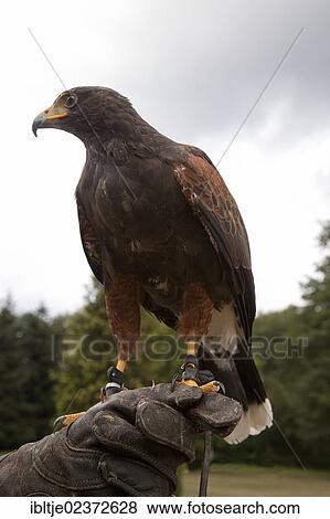 "Harris's Hawk (Parabuteo unicinctus) perched on a falconer's hand, Bad Dueben, Saxony, Germany, Europe" View Large Photo Image Stock Photo - "Harris's Hawk (Parabuteo unicinctus) perched on a falconer's hand, Bad Dueben, Saxony, Germany, Europe". Fotosearch