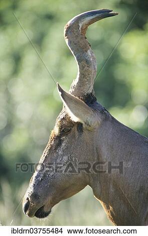 "Hartebeest (Alcelaphus buselaphus), Chobe Waterfront, Chobe National Park, North-West District, Botswana, Africa" View Large Photo Image Picture - "Hartebeest (Alcelaphus buselaphus), Chobe Waterfront, Chobe National Park, North-West District, Botswana, Africa". Fotosearch