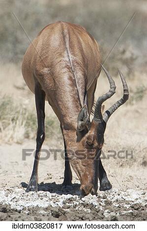 Stock Photo - "Hartebeest (Alcelaphus buselaphus), Kgalagadi Transfrontier Park, Northern Province, South Africa, Africa". Fotosearch