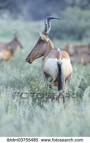 "Hartebeest (Alcelaphus buselaphus), Chobe Waterfront, Chobe National Park, North-West District, Botswana, Africa" View Large Photo Image Stock Photography - "Hartebeest (Alcelaphus buselaphus), Chobe Waterfront, Chobe National Park, North-West District, Botswana, Africa". Fotosearch