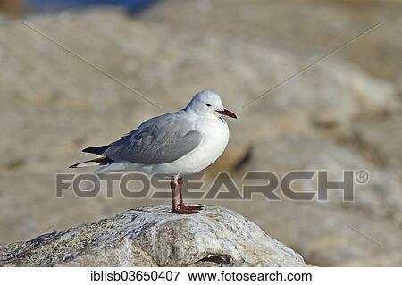 "Hartlaub's Gull or King Gull (Chroicocephalus hartlaubii, Larus hartlaubii), Bird Island, Lambert's Bay, Western Cape, South Africa, Africa" View Large Photo Image Stock Photo - "Hartlaub's Gull or King Gull (Chroicocephalus hartlaubii, Larus hartlaubii), Bird Island, Lambert's Bay, Western Cape, South Africa, Africa". Fotosearch