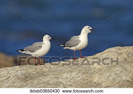 Stock Image - "Hartlaub's Gulls or King Gulls (Chroicocephalus hartlaubii, Larus hartlaubii), Bird Island, Lambert's Bay, Western Cape, South Africa, Africa". Fotosearch
