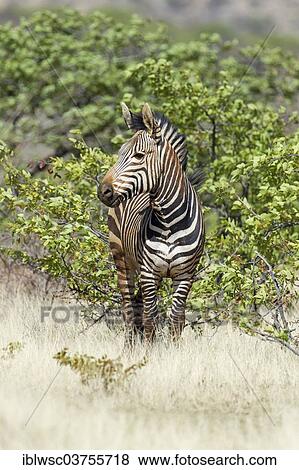 "Hartmann's Mountain Zebra (Equus zebra hartmannae), Etosha National Park, Namibia, Africa" View Large Photo Image Stock Photo - "Hartmann's Mountain Zebra (Equus zebra hartmannae), Etosha National Park, Namibia, Africa". Fotosearch