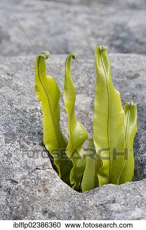 "Hart's-tongue Fern (Phyllitis scolopendrium), fronds, growing from gryke, crevice, in limestone pavement, Ingleborough National Nature Reserve, Yorkshire Dales National Park, North Yorkshire, England, United Kingdom, Europe" View Large Photo Image Stock Image - "Hart's-tongue Fern (Phyllitis scolopendrium), fronds, growing from gryke, crevice, in limestone pavement, Ingleborough National Nature Reserve, Yorkshire Dales National Park, North Yorkshire, England, United Kingdom, Europe". Fotosearch