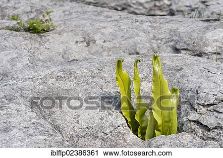 "Hart's-tongue Fern (Phyllitis scolopendrium) fronds, growing from gryke, crevice, in limestone pavement, Ingleborough National Nature Reserve, Yorkshire Dales National Park, North Yorkshire, England, United Kingdom, Europe" View Large Photo Image Stock Image - "Hart's-tongue Fern (Phyllitis scolopendrium) fronds, growing from gryke, crevice, in limestone pavement, Ingleborough National Nature Reserve, Yorkshire Dales National Park, North Yorkshire, England, United Kingdom, Europe". Fotosearch