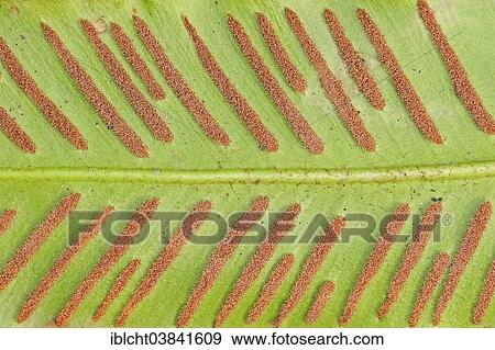 "Hart's-tongue fern (Phyllitis scolopendrium, Asplenium scolopendrium), sori on underside, North Rhine-Westphalia, Germany, Europe" View Large Photo Image Stock Photo - "Hart's-tongue fern (Phyllitis scolopendrium, Asplenium scolopendrium), sori on underside, North Rhine-Westphalia, Germany, Europe". Fotosearch