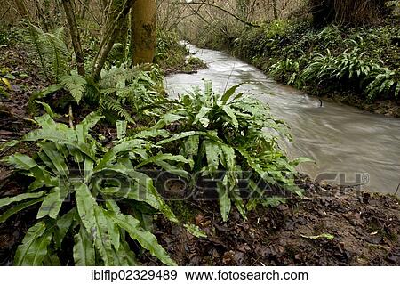 "Hart's-tongue Fern (Phyllitis scolopendrium), growing on bank of stream, tributary of Mells River, Mendips, Somerset, England, United Kingdom, Europe" View Large Photo Image Stock Photo - "Hart's-tongue Fern (Phyllitis scolopendrium), growing on bank of stream, tributary of Mells River, Mendips, Somerset, England, United Kingdom, Europe". Fotosearch