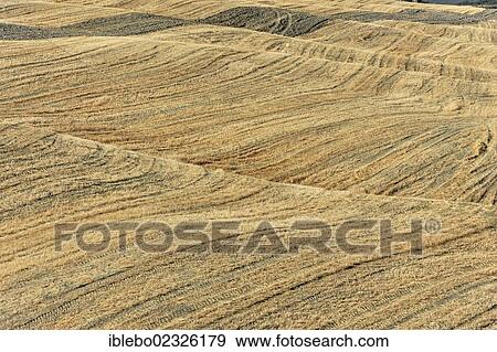 "Harvested fields south of Siena, Crete Senesi, Tuscany, Italy, Europe" View Large Photo Image Stock Photo - "Harvested fields south of Siena, Crete Senesi, Tuscany, Italy, Europe". Fotosearch