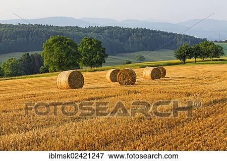 Harvested grain field, Dinkelberg near Minseln, Rheinfelden - Baden, Baden-Wuerttemberg, Germany, Europe View Large Photo Image Stock Photo - Harvested grain field, Dinkelberg near Minseln, Rheinfelden - Baden, Baden-Wuerttemberg, Germany, Europe. Fotosearch
