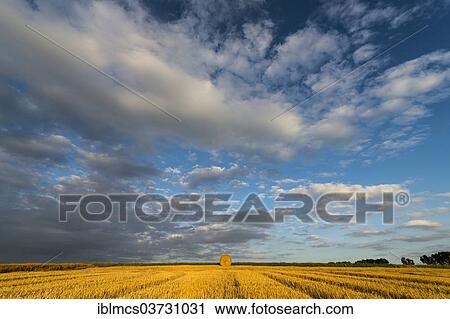 "Harvested grainfield, Albshausen, Guxhagen, Hesse, Germany, Europe" View Large Photo Image Stock Image - "Harvested grainfield, Albshausen, Guxhagen, Hesse, Germany, Europe". Fotosearch