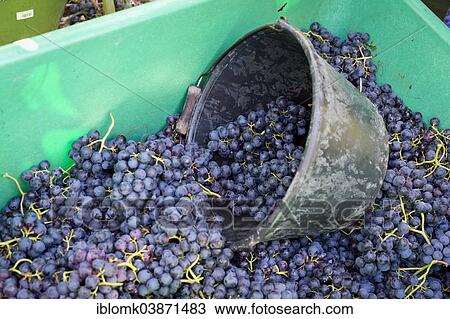 "Harvested grapes are collected in a container, vineyard, Stuttgart, Baden-Wurttemberg, Germany, Europe" View Large Photo Image Stock Image - "Harvested grapes are collected in a container, vineyard, Stuttgart, Baden-Wurttemberg, Germany, Europe". Fotosearch