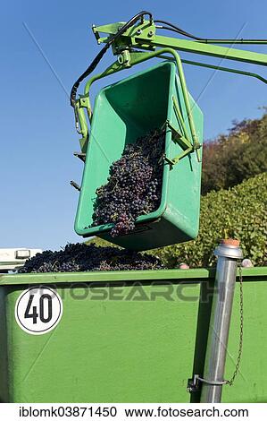 "Harvested grapes are collected on tractor trailers, vineyard, Stuttgart, Baden-Wurttemberg, Germany, Europe" View Large Photo Image Stock Image - "Harvested grapes are collected on tractor trailers, vineyard, Stuttgart, Baden-Wurttemberg, Germany, Europe". Fotosearch