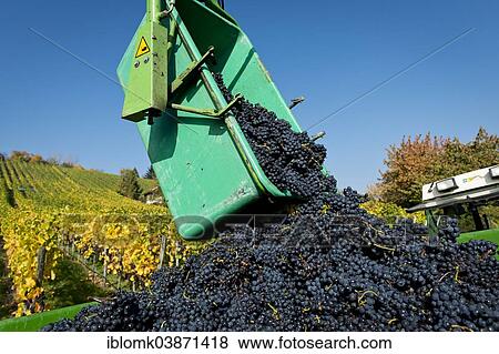 Stock Photo - "Harvested grapes are collected on tractor trailers, vineyard, Stuttgart, Baden-Wurttemberg, Germany, Europe". Fotosearch