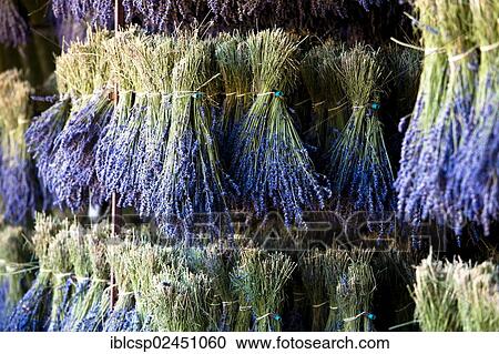 "Harvested Lavender (Lavandula angustifolia), Vaucluse, Provence-Alpes-Cote d'Azur, Southern France, France, Europe, PublicGround, Europe" View Large Photo Image Stock Image - "Harvested Lavender (Lavandula angustifolia), Vaucluse, Provence-Alpes-Cote d'Azur, Southern France, France, Europe, PublicGround, Europe". Fotosearch