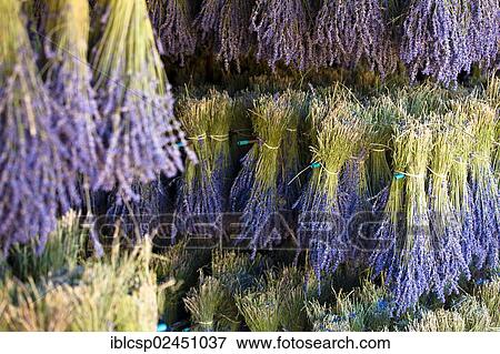"Harvested Lavender (Lavandula angustifolia), Vaucluse, Provence-Alpes-Cote d'Azur, Southern France, France, Europe, Europe, PublicGround, Europe" View Large Photo Image Stock Photo - "Harvested Lavender (Lavandula angustifolia), Vaucluse, Provence-Alpes-Cote d'Azur, Southern France, France, Europe, Europe, PublicGround, Europe". Fotosearch