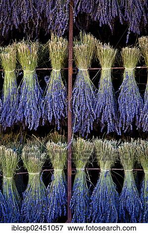 Stock Photo - "Harvested Lavender (Lavandula angustifolia), Vaucluse, Provence-Alpes-Cote d'Azur, Southern France, France, Europe, PublicGround, Europe". Fotosearch