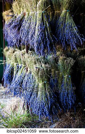 "Harvested Lavender (Lavandula angustifolia), Vaucluse, Provence-Alpes-Cote d'Azur, Southern France, France, Europe, PublicGround, Europe" View Large Photo Image Stock Photo - "Harvested Lavender (Lavandula angustifolia), Vaucluse, Provence-Alpes-Cote d'Azur, Southern France, France, Europe, PublicGround, Europe". Fotosearch