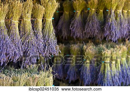 "Harvested Lavender (Lavandula angustifolia), Vaucluse, Provence-Alpes-Cote d'Azur, Southern France, France, Europe, Europe, PublicGround, Europe" View Large Photo Image Stock Photography - "Harvested Lavender (Lavandula angustifolia), Vaucluse, Provence-Alpes-Cote d'Azur, Southern France, France, Europe, Europe, PublicGround, Europe". Fotosearch