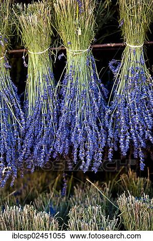 "Harvested Lavender (Lavandula angustifolia), Vaucluse, Provence-Alpes-Cote d'Azur, Southern France, France, Europe, PublicGround, Europe" View Large Photo Image Stock Photography - "Harvested Lavender (Lavandula angustifolia), Vaucluse, Provence-Alpes-Cote d'Azur, Southern France, France, Europe, PublicGround, Europe". Fotosearch