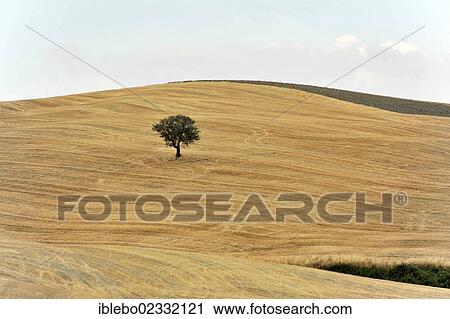 Stock Image - "Harvested wheat fields, landscape south of Pienza, Tuscany, Italy, Europe, PublicGround, Europe". Fotosearch