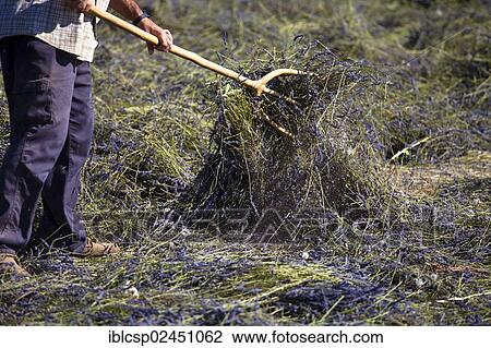 "Harvesting Lavender (Lavandula angustifolia), Vaucluse, Provence-Alpes-Cote d'Azur, Southern France, France, Europe, PublicGround, Europe" View Large Photo Image Stock Image - "Harvesting Lavender (Lavandula angustifolia), Vaucluse, Provence-Alpes-Cote d'Azur, Southern France, France, Europe, PublicGround, Europe". Fotosearch