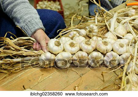 "Harvesting of pink Garlic, Billom region, Puy de Dome, Auvergne, France, Europe" View Large Photo Image Stock Image - "Harvesting of pink Garlic, Billom region, Puy de Dome, Auvergne, France, Europe". Fotosearch