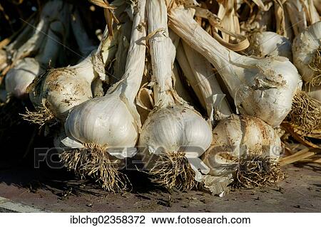 "Harvesting of pink Garlic, Billom region, Puy de Dome, Auvergne, France, Europe" View Large Photo Image Stock Image - "Harvesting of pink Garlic, Billom region, Puy de Dome, Auvergne, France, Europe". Fotosearch