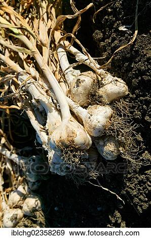 "Harvesting of pink Garlic, Billom region, Puy de Dome, Auvergne, France, Europe" View Large Photo Image Stock Photo - "Harvesting of pink Garlic, Billom region, Puy de Dome, Auvergne, France, Europe". Fotosearch