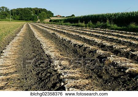 Stock Photograph - "Harvesting of pink Garlic, Billom region, Puy de Dome, Auvergne, France, Europe". Fotosearch