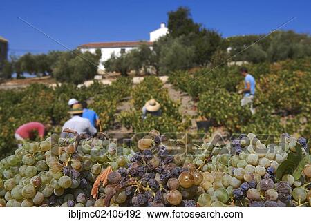 "Harvesting Pedro Ximenez wine grapes, vintage in a vineyard in Montilla, Montilla-Moriles area, Cordoba province, Andalusia, Spain, Europe" View Large Photo Image Stock Image - "Harvesting Pedro Ximenez wine grapes, vintage in a vineyard in Montilla, Montilla-Moriles area, Cordoba province, Andalusia, Spain, Europe". Fotosearch
