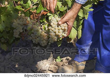 "Harvesting Pedro Ximenez wine grapes, Bodegas Cabrinana, Vintage in a vineyard in Montilla, Montilla-Moriles area, Cordoba province, Andalusia, Spain, Europe" View Large Photo Image Stock Image - "Harvesting Pedro Ximenez wine grapes, Bodegas Cabrinana, Vintage in a vineyard in Montilla, Montilla-Moriles area, Cordoba province, Andalusia, Spain, Europe". Fotosearch