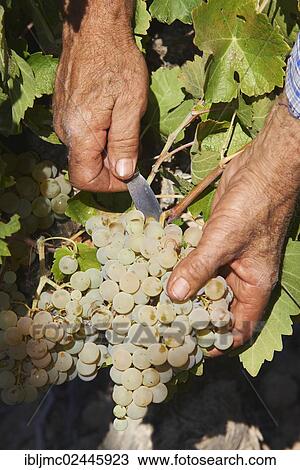 "Harvesting Pedro Ximenez wine grapes, Bodegas Cabrinana, Vintage in a vineyard in Montilla, Montilla-Moriles area, Cordoba province, Andalusia, Spain, Europe" View Large Photo Image Stock Image - "Harvesting Pedro Ximenez wine grapes, Bodegas Cabrinana, Vintage in a vineyard in Montilla, Montilla-Moriles area, Cordoba province, Andalusia, Spain, Europe". Fotosearch