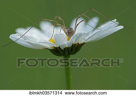 "Harvestman (Opiliones sp. ), Bad Hersfeld, Hesse, Germany, Europe" View Large Photo Image Picture - "Harvestman (Opiliones sp. ), Bad Hersfeld, Hesse, Germany, Europe". Fotosearch