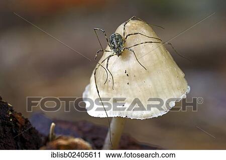"Harvestman (Opiliones spec. ) perched on a mushroom, mycenoid mushroom (Mycena sp. ), Brandenburg, Germany, Europe" View Large Photo Image Stock Image - "Harvestman (Opiliones spec. ) perched on a mushroom, mycenoid mushroom (Mycena sp. ), Brandenburg, Germany, Europe". Fotosearch